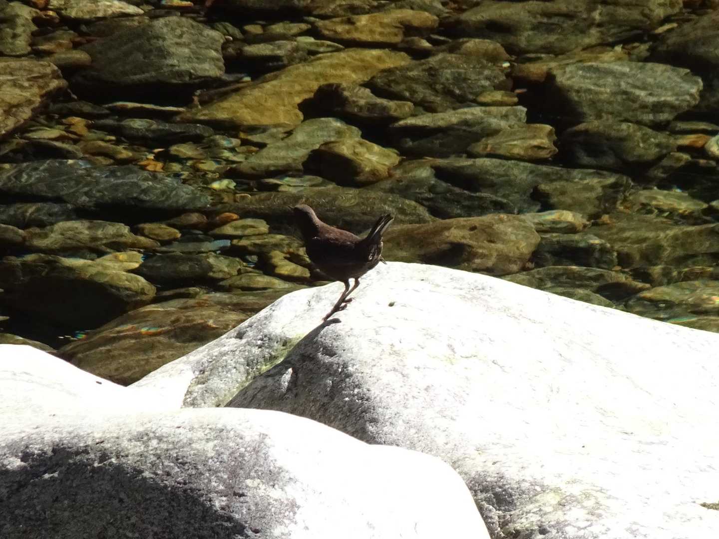 カワガラスさん元気に飛んでた😀