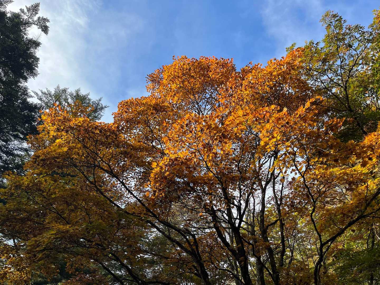 上日川峠-大菩薩嶺-大菩薩峠 周回コースの写真