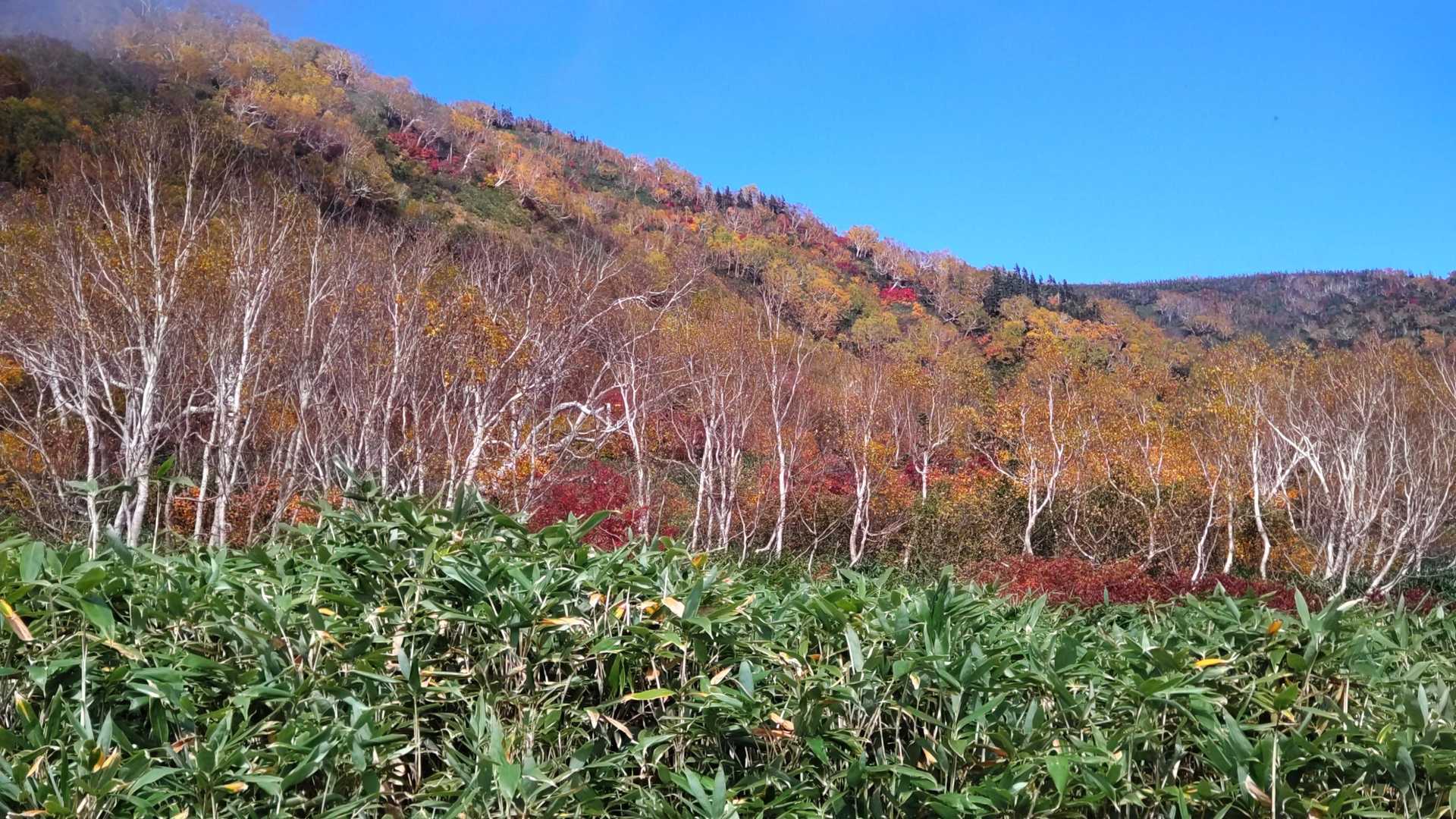 栂池自然園 | 背後には白馬連峰の美しい稜線。四季の移ろいが池塘に映える高層湿原の写真