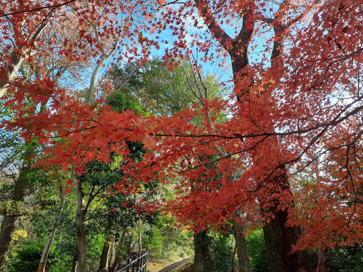 八神社登山口-善気山-法然院登山口 縦走コースの写真