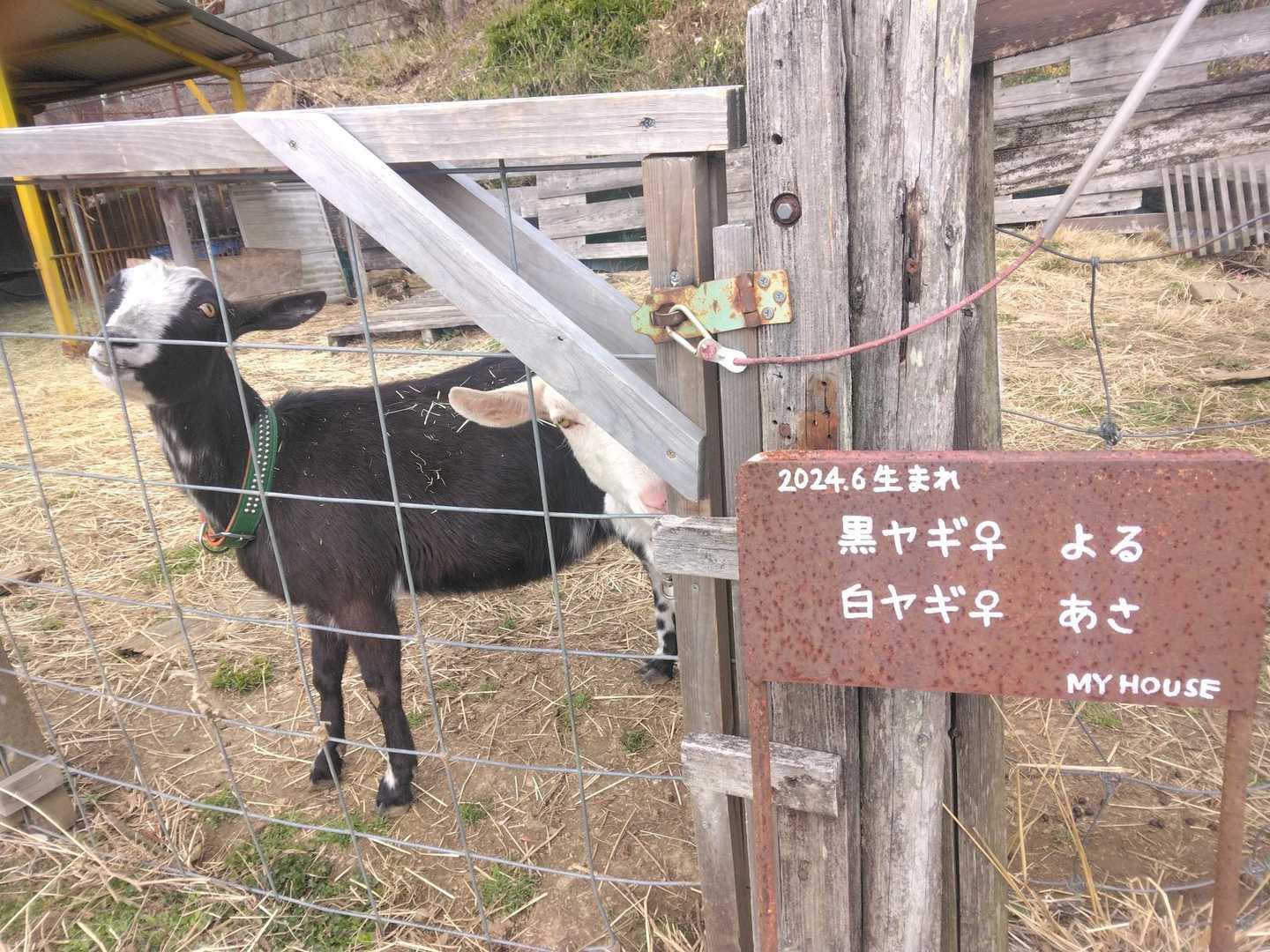 ﾔｷﾞｻﾝ～今日もいました😊💕