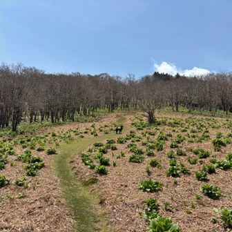明神平はバイケイソウの畑状態。
でも、樹々の新緑はまだこれからだ。