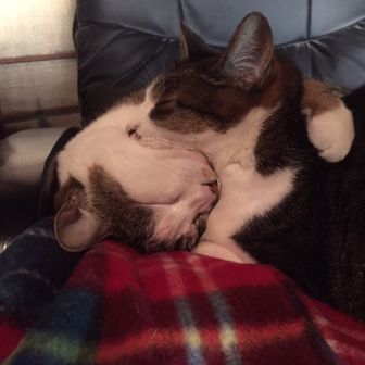 もりんちゅ（スルメ）