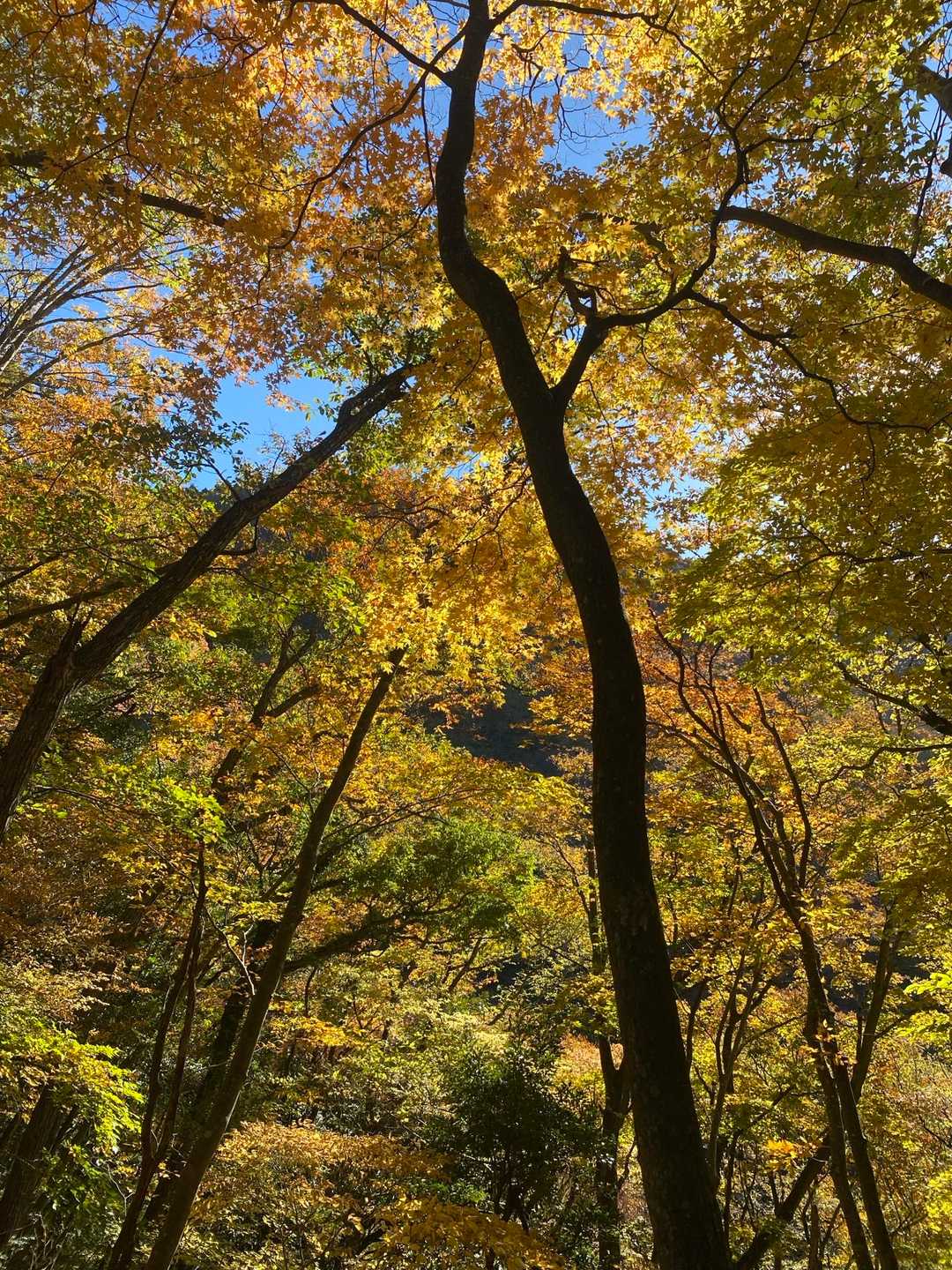 汗ふき峠-経塚山-霊仙山 往復コースの写真