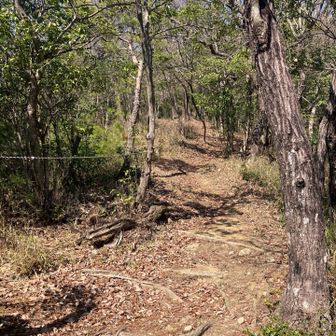 歩きやすい尾根道になる。
急登は皆無。