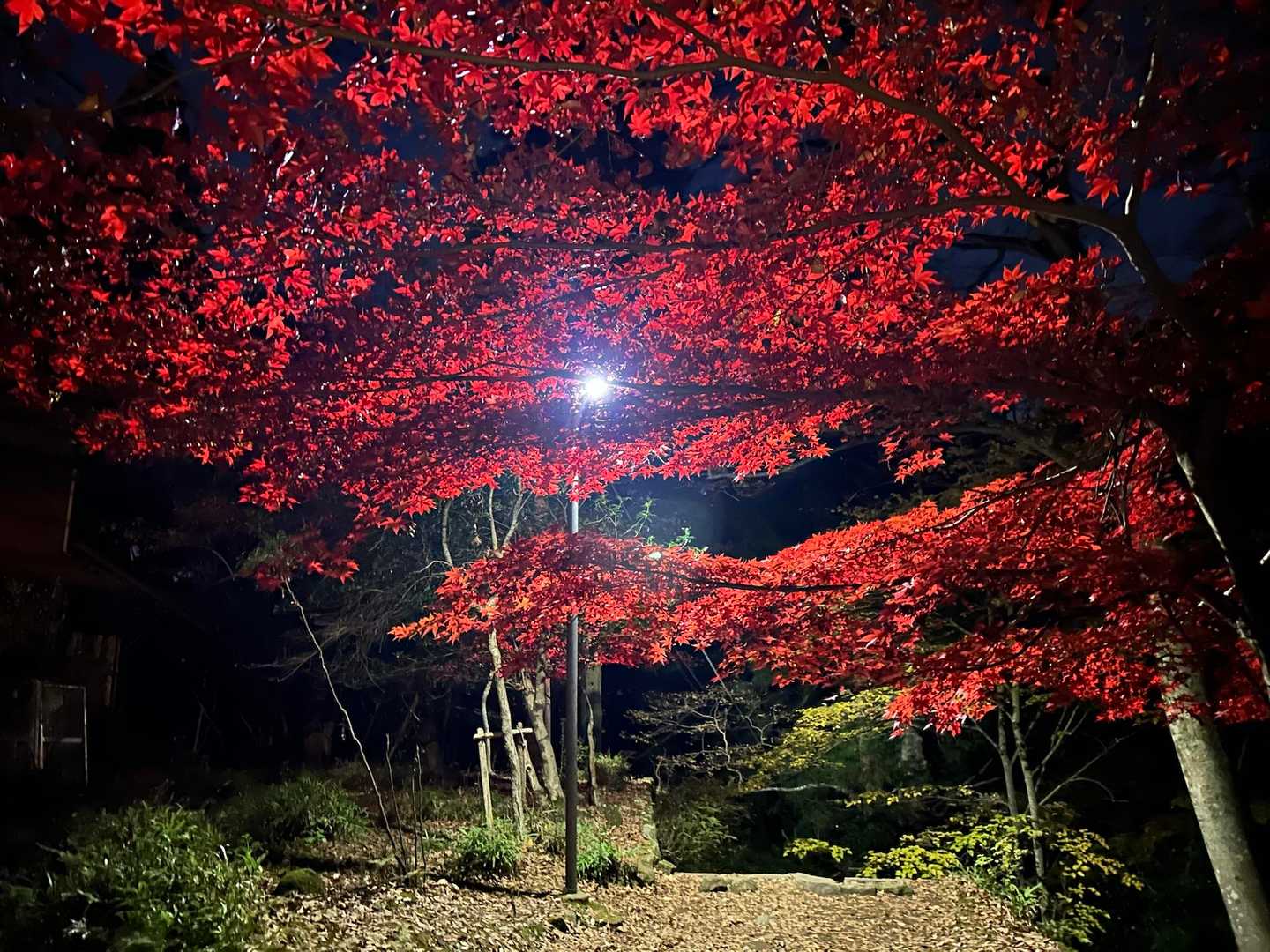 大山ケーブルバス停-大山-日向薬師バス停 縦走コースの写真