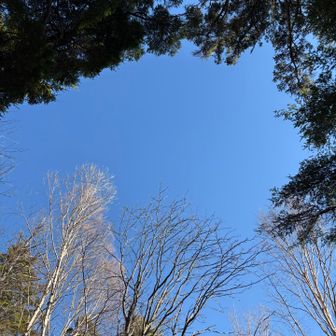 木の合間の晴れた空っていいですね✨