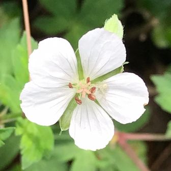 日丁稚（Hidecchi）