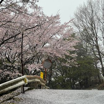 花散らしの雨。