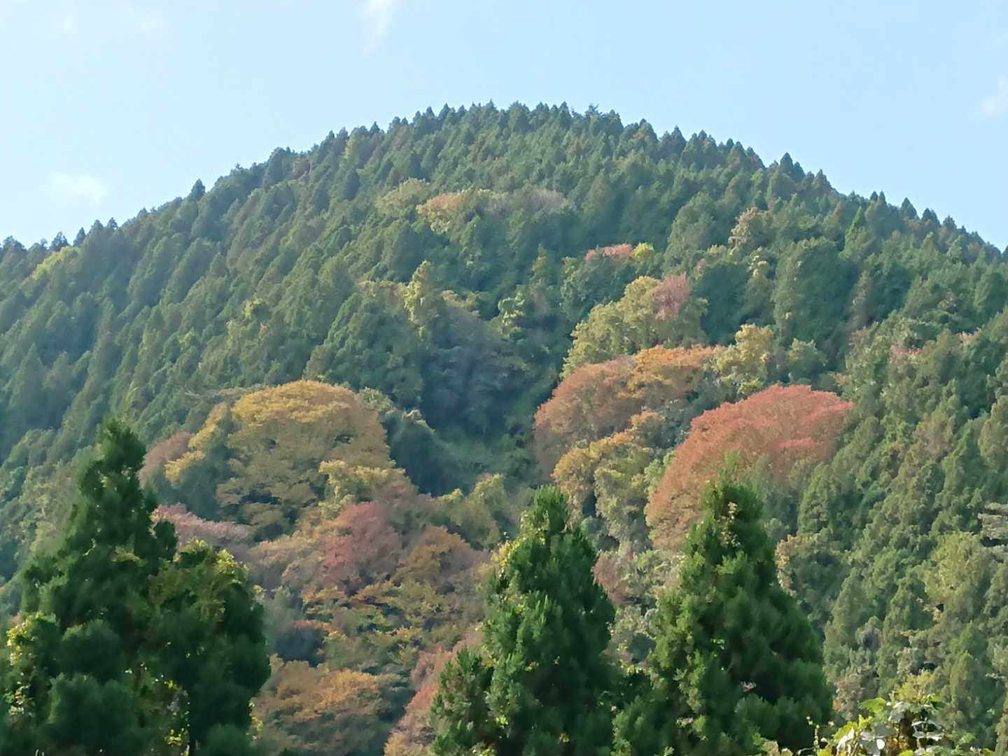モコモコ
