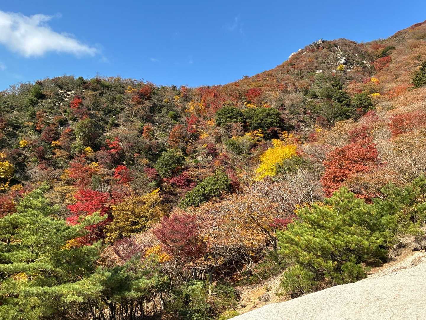 表道登山道 コースの写真
