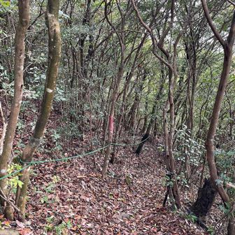 縦走路
一瞬迷ったけど🤔
今日は？今日もパス😅
また今度