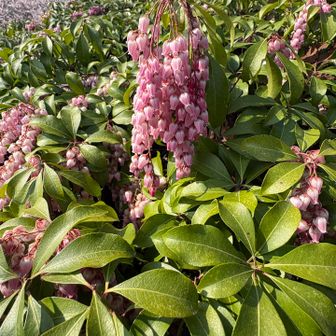 アセビ　ピンクでかわいい🩷