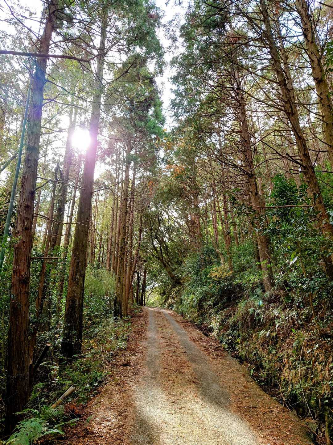 田上岳 往復コースの写真
