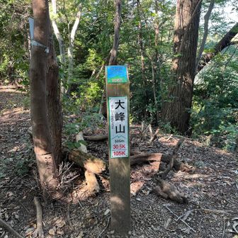 走りやすかったなぁ