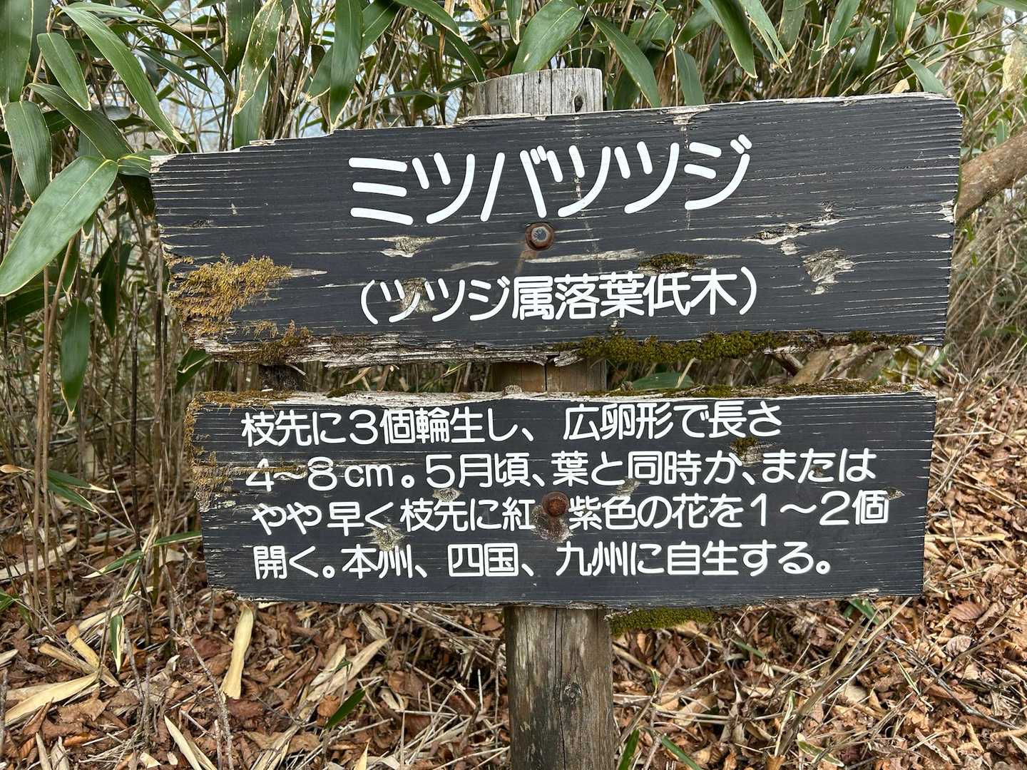 こちらはアケボーノどころかミツバさんも一輪もなし🙅‍♂️