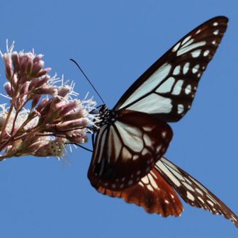 ヤマンバ〜バンバン