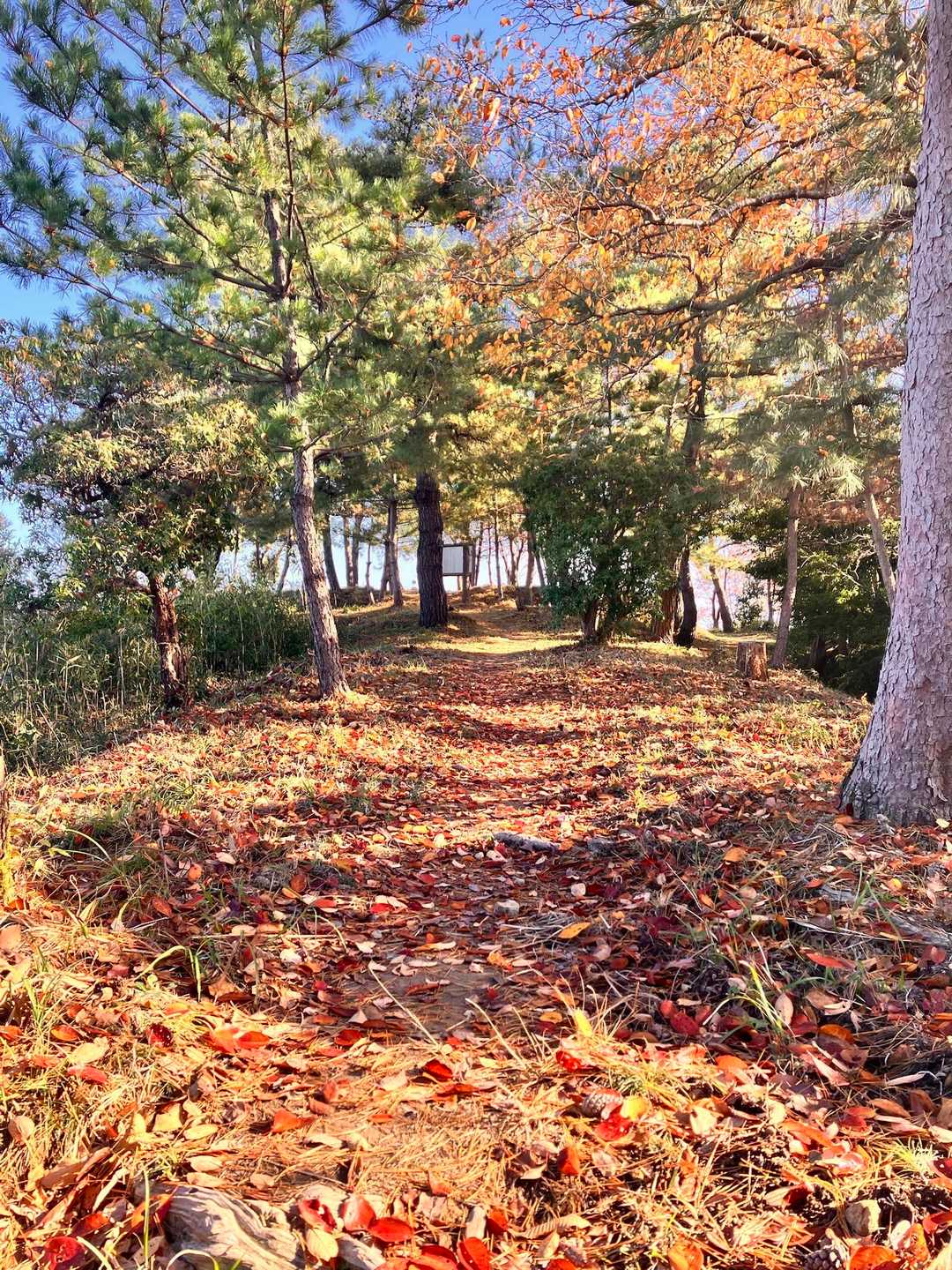 山頂手前。
紅葉まだまだ楽しめます🍁