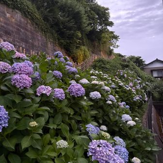ここの紫陽花もよか☺️