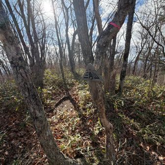 初めましてのピークなので多めに撮ったw