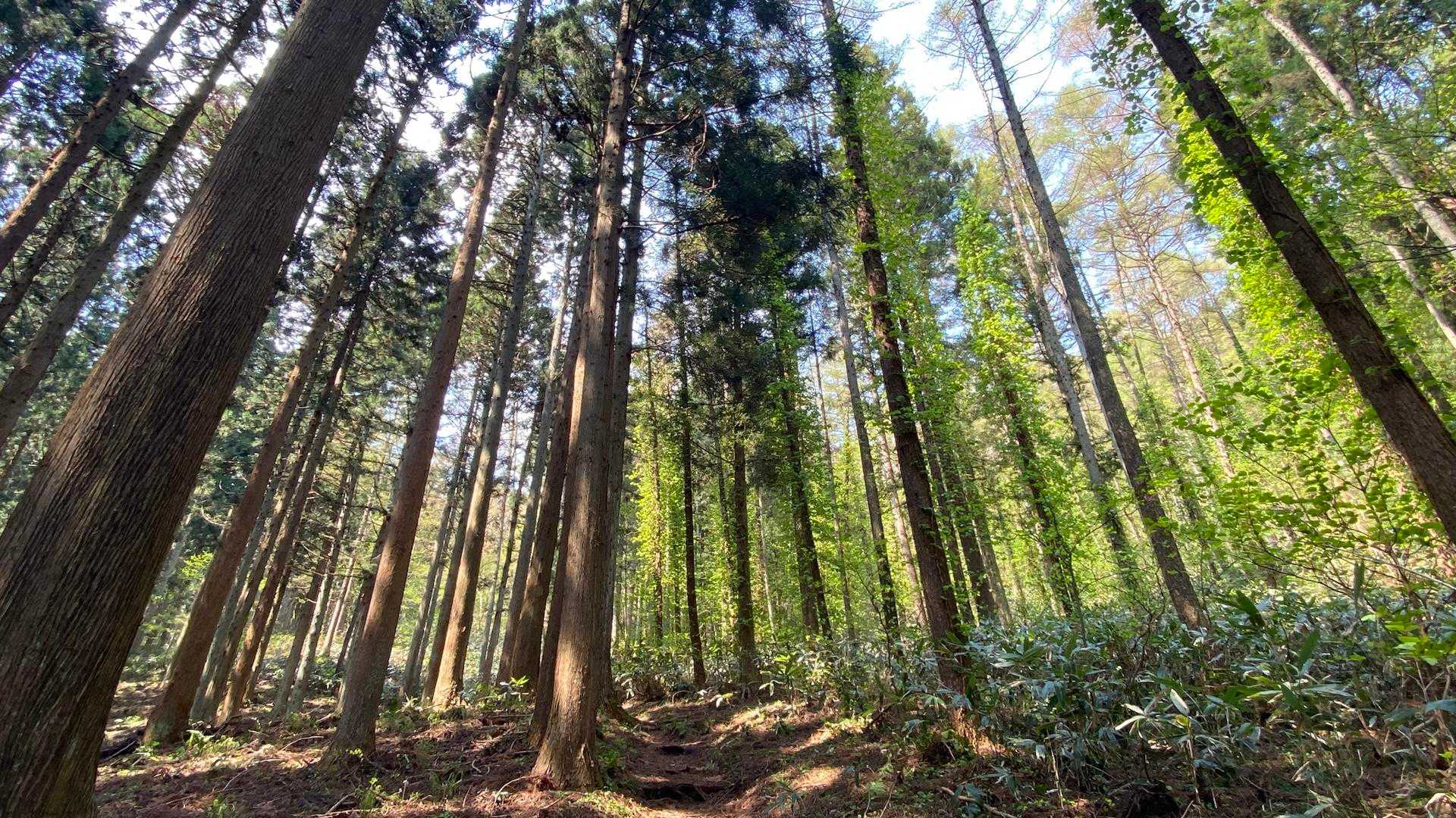 木漏れ日が気持ちの良い季節