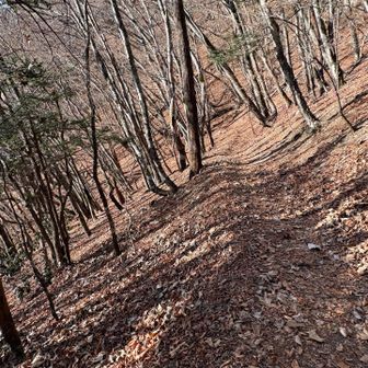 このゆるやかなトラバースは
帰りの足に優しかった🦵