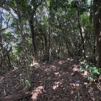山頂は周りの景色は望めませぬ