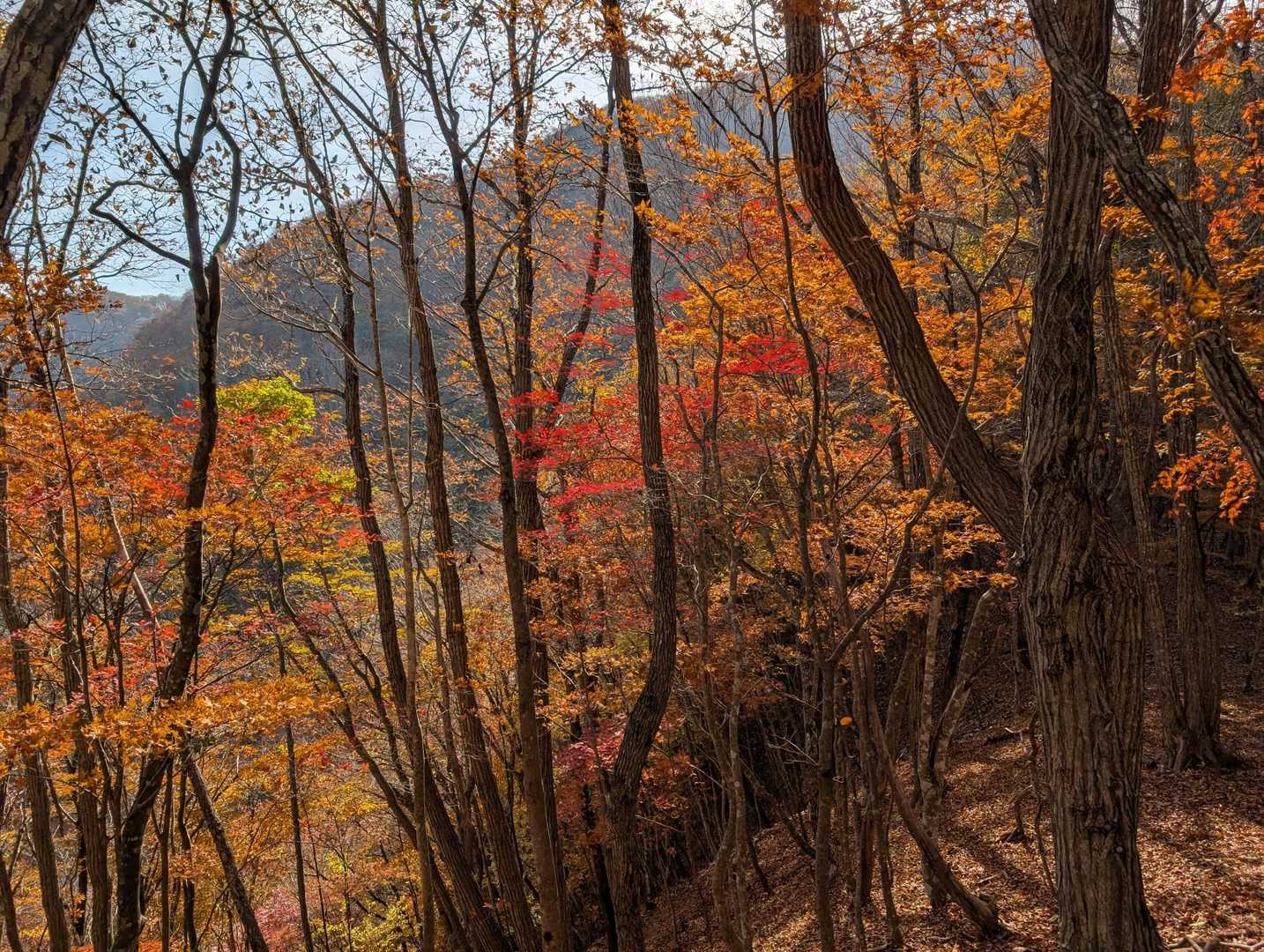 葛老山登山口-葛老山 往復コースの写真