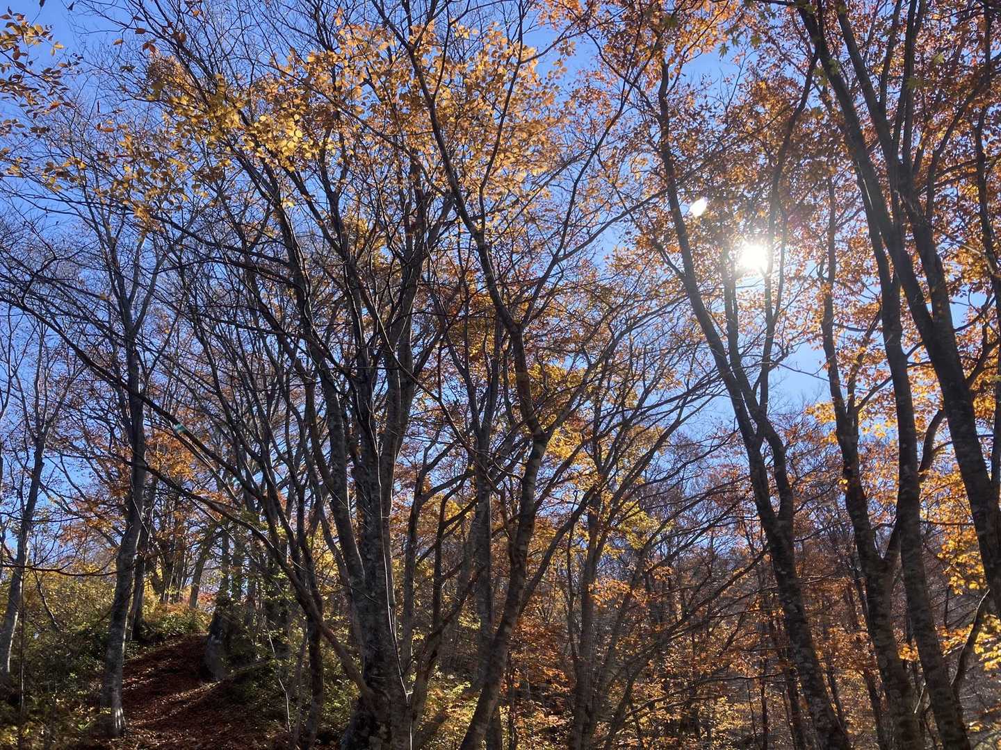 まだ紅葉が残ってる(^^)