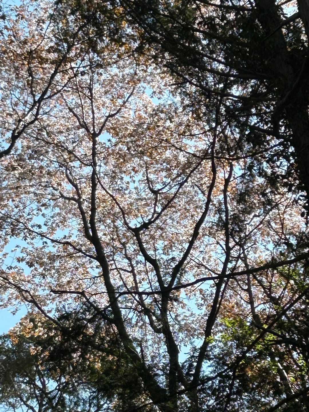 山桜だいぶ散り始め