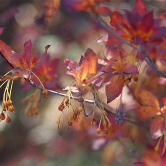 ドウダンツツジ🍂