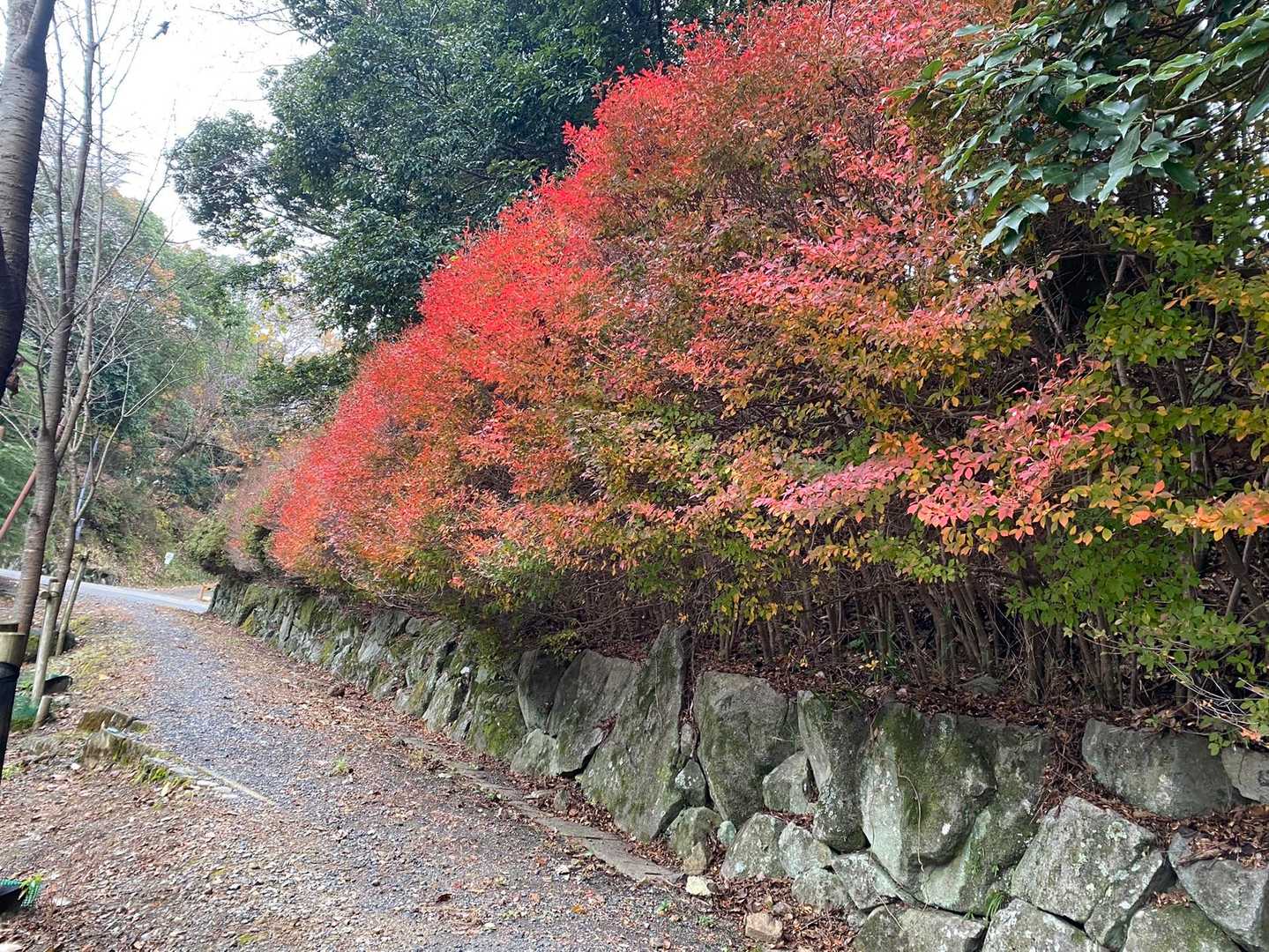 紅葉🍁
駐車場まで降りてきました

おつかレンコンサラダ🥗