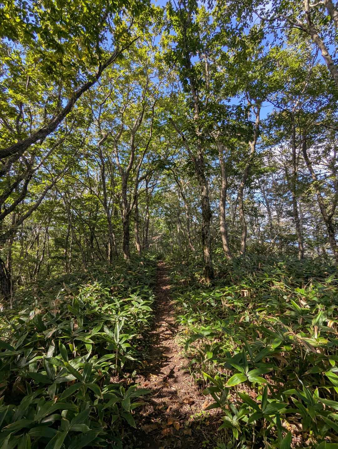 越原越（おっぱらごえ）経由で戻ります👣