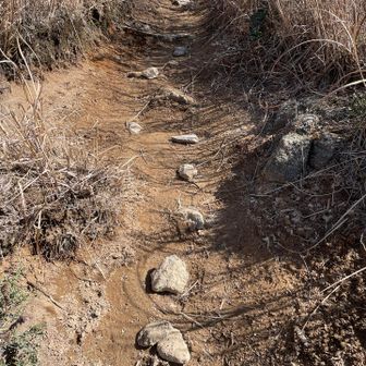 三郡山頂直前の上り坂〜石が等間隔に置いてあるけど、雨降り後のズルズル滑り防止かな？
