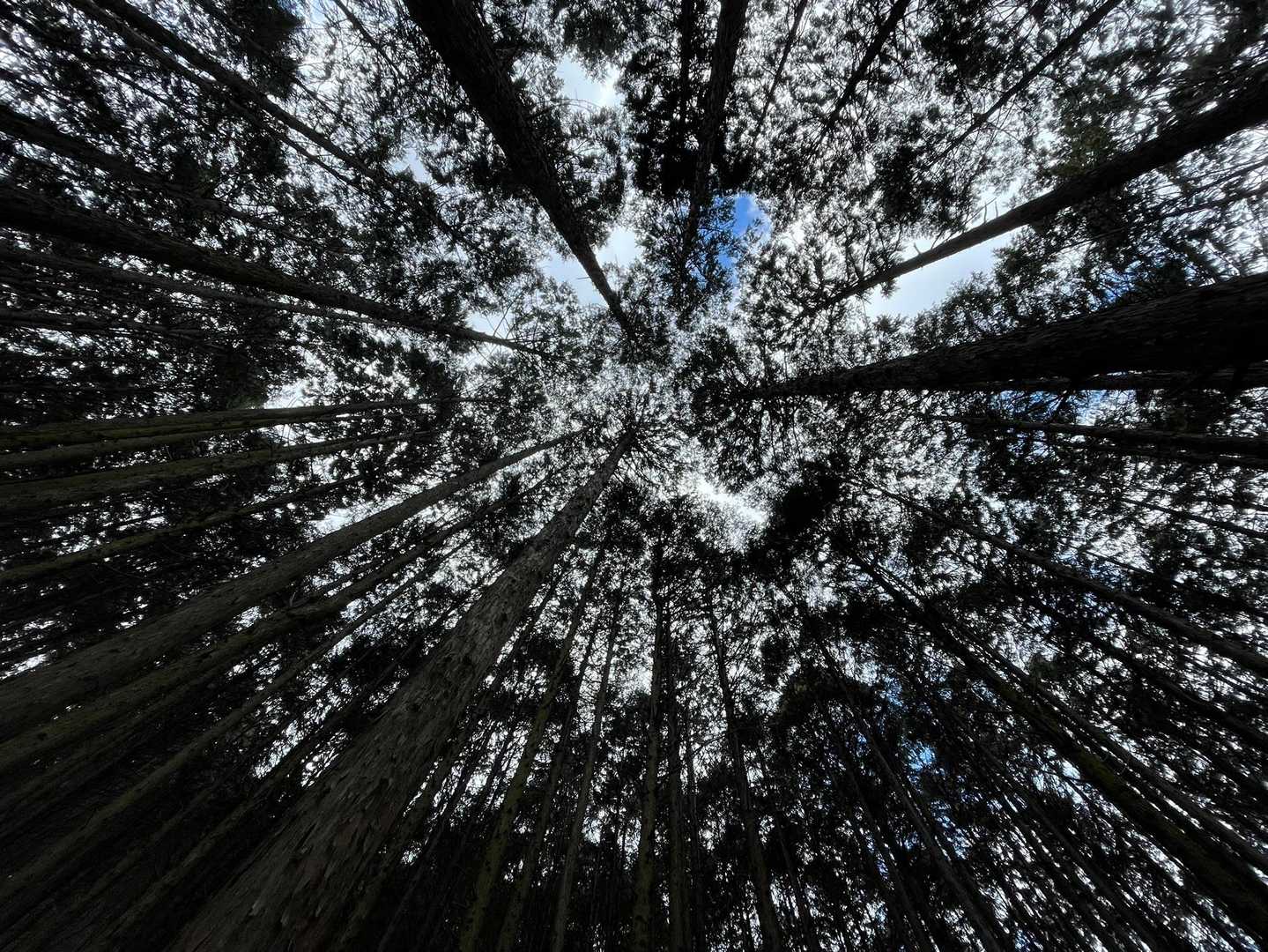 君の名を叫んでみんだ
