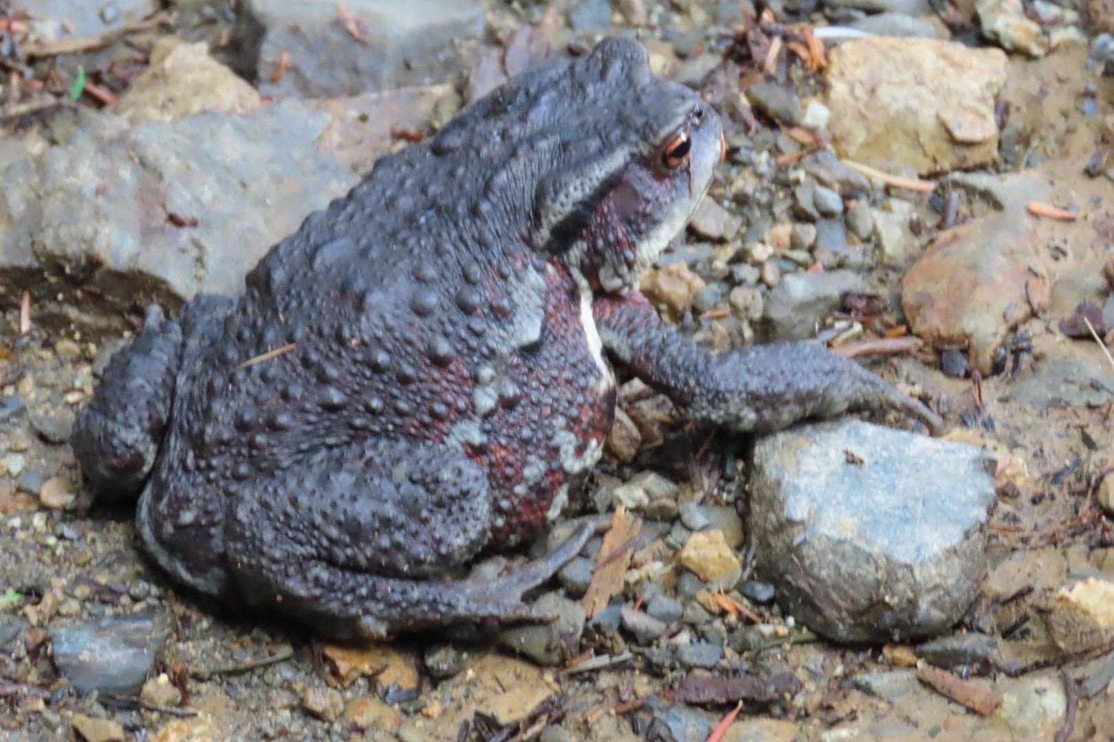 うおーー！
びっくりした！

いきなりどデカい🐸が！w
ニホンヒキガエル！？

登山道の真ん中はあぶないよw
ツンツンして山の中に移動させた😂