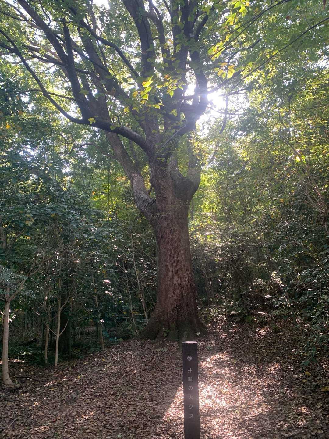 井堀の大クスです🌳