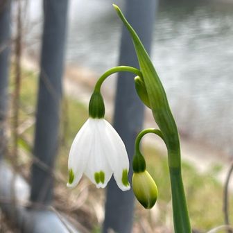 スノーホワイト🤍
