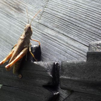 お出迎えありがとう🦗