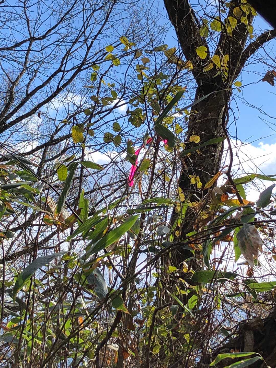 何もないのでリボン付けて来ました
