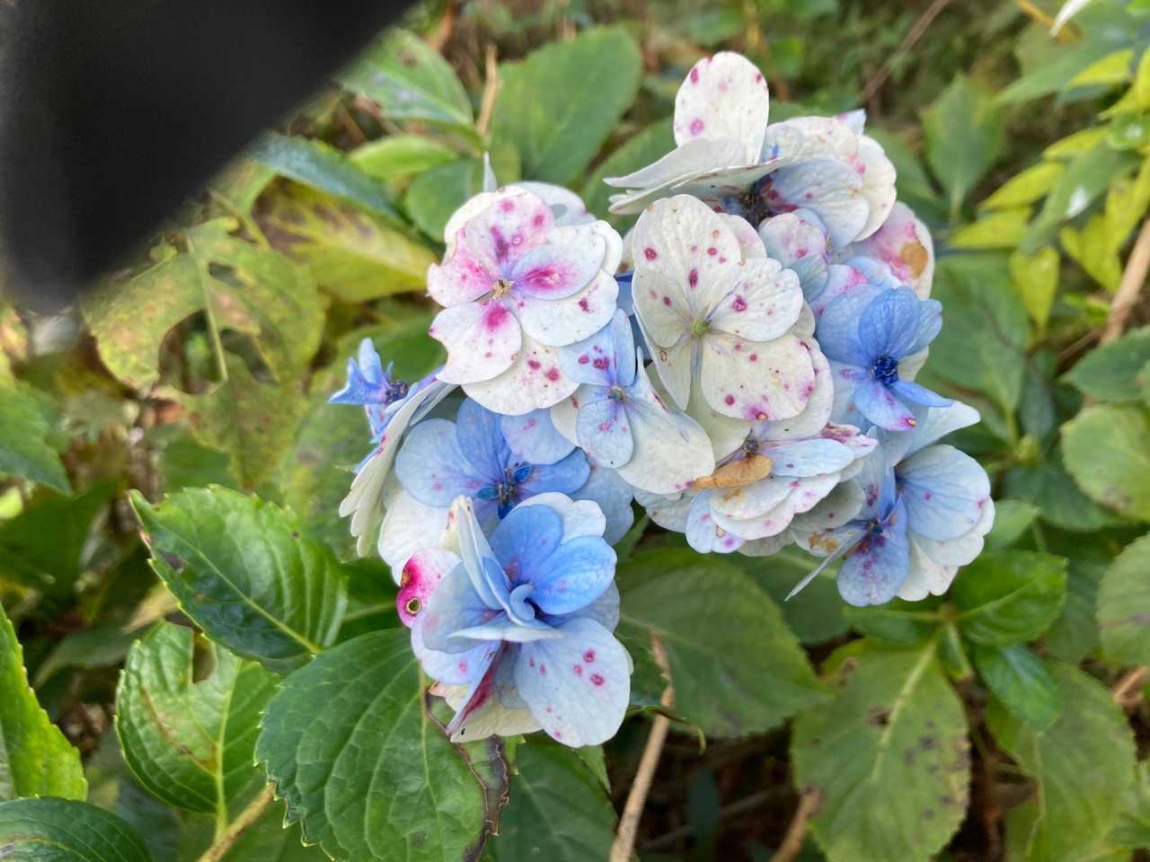 変わった花色です。脱色？