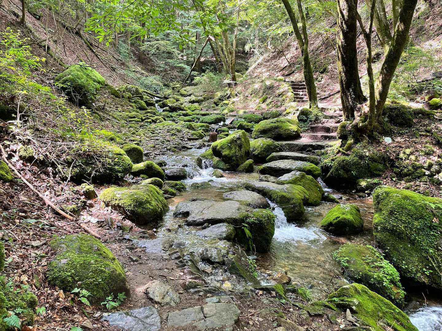 ロックガーデンは歩きやすい大きな石の道
とにかく涼しい