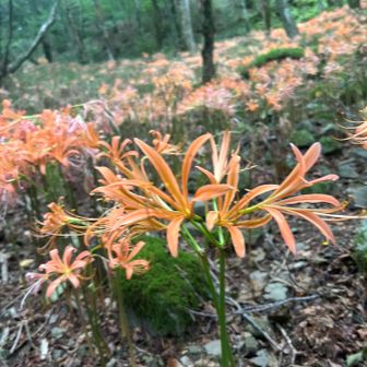 矢部越登山口前にたくさんキツネノカミソリ