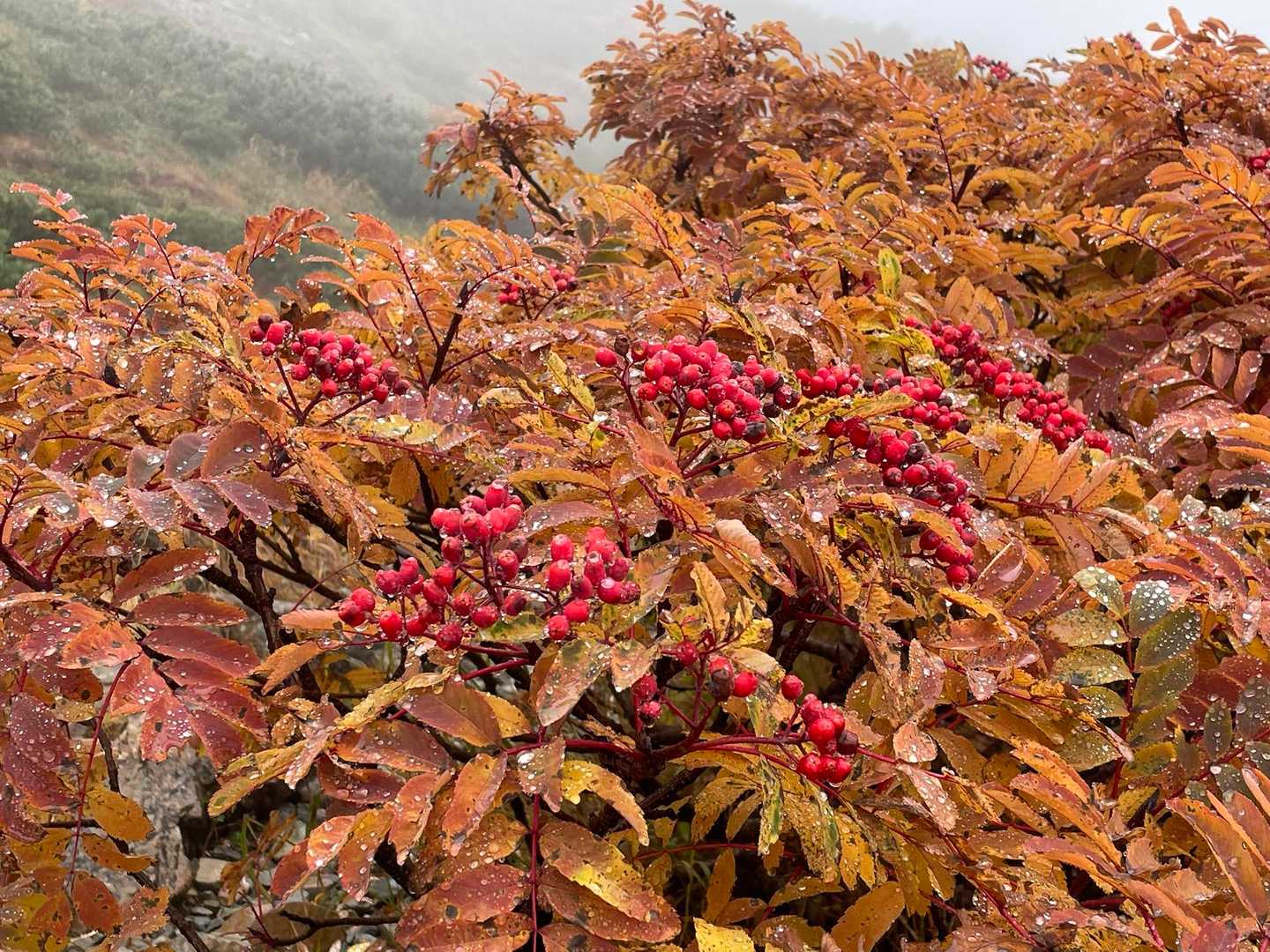 ナナカマドかな。
あちらこちらで綺麗に紅葉していて、目を楽しませてくれました。
景色が見えないので、これだけが楽しみと言ってもいいくらい😆