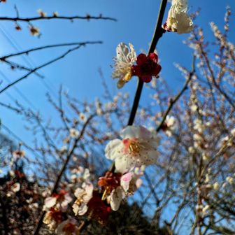 駐車の周りに桜があったがまだ、ツボミでしたが、梅を鑑賞😊