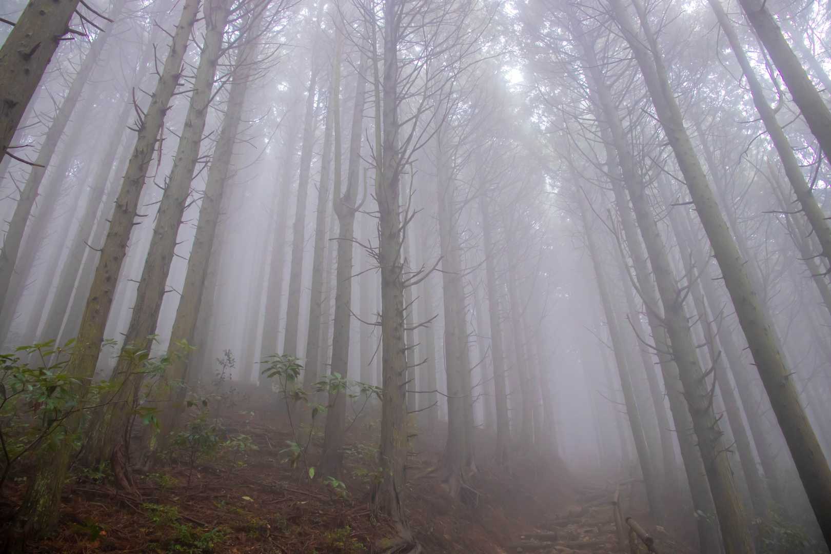 これもまた幻想的でいいんだけどね。
