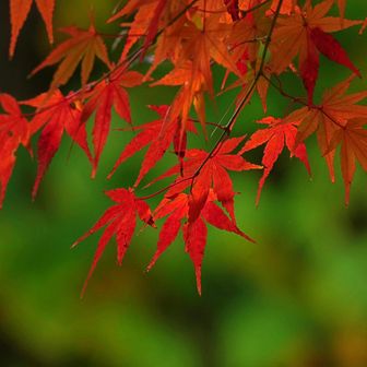 後ろに緑の葉が来るように位置決め