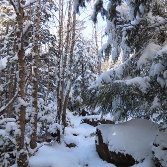 こういう深い森も
雪が積もると雰囲気ガラッと変わるよね😌