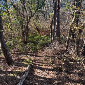 グレーピークの道。ナイロン製のパンツに枝が引っかかる。