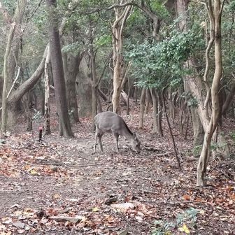 人に慣れてるらしく、食事に夢中だに。